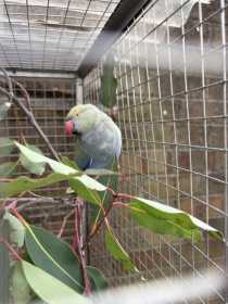Found Indian Ringneck Parakeet