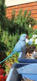 Found Indian Ringneck Parakeet