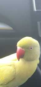Found Indian Ringneck Parakeet