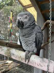 Found African Grey