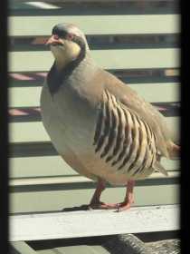 Found Partridge
