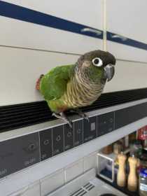 Found Conure