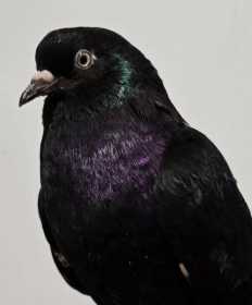 Found Pigeon