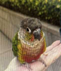 Found Conure