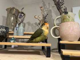 Found Lovebird
