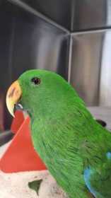 Found Eclectus