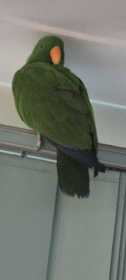 Found Eclectus
