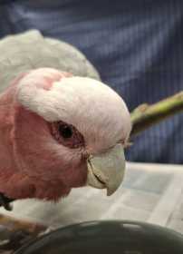 Found Galah Cockatoo