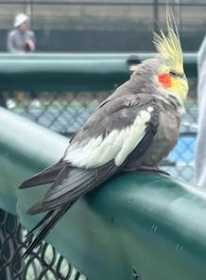Found Cockatiel