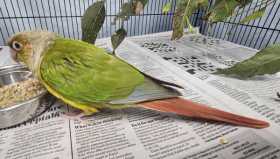 Found Conure