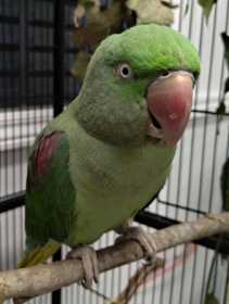 Found Alexandrine