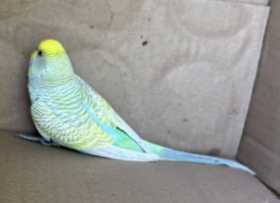 Found Budgerigar