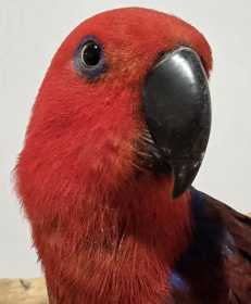 Found Eclectus