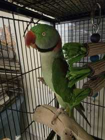 Found Alexandrine