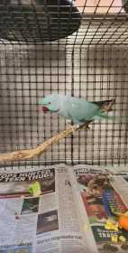 Found Indian Ringneck Parakeet