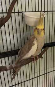 Found Cockatiel