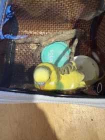 Found Budgerigar