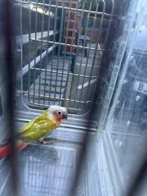 Found Conure