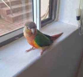 Found Conure