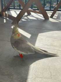 Found Cockatiel