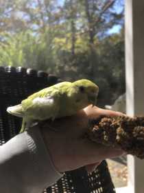 Found Budgerigar