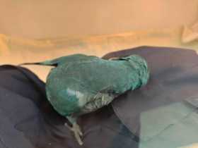 Found Conure