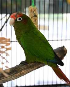 Found Conure