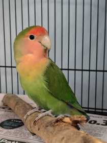 Found Lovebird