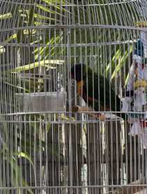 Found Lory / Lorikeet