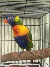Found Lory / Lorikeet