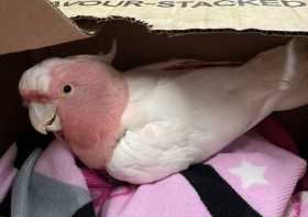 Found Major Mitchell Cockatoo