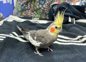 Found Cockatiel