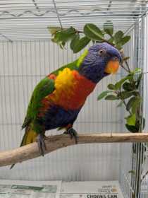Found Lory / Lorikeet