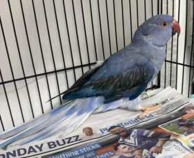 Found Indian Ringneck Parakeet