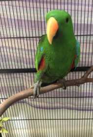Found Eclectus