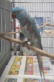 Found Indian Ringneck Parakeet