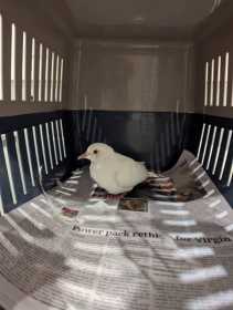 Found Dove