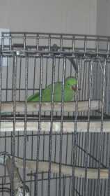 Found African Ringneck Parakeet