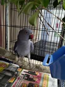 Found Indian Ringneck Parakeet