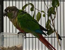Found Conure