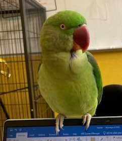 Found Alexandrine