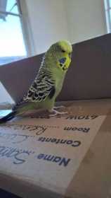 Found Budgerigar