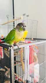 Found Conure