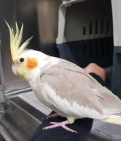 Found Cockatiel
