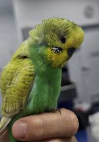 Found Budgerigar
