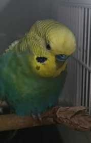 Found Budgerigar