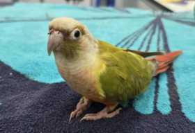 Found Conure