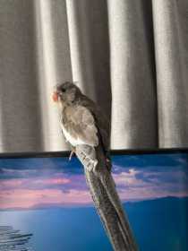 Found Cockatiel