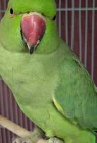 Found Indian Ringneck Parakeet Found Indian Ringneck Parakeet