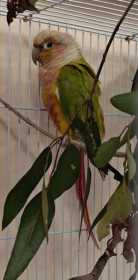 Found Conure Found Conure